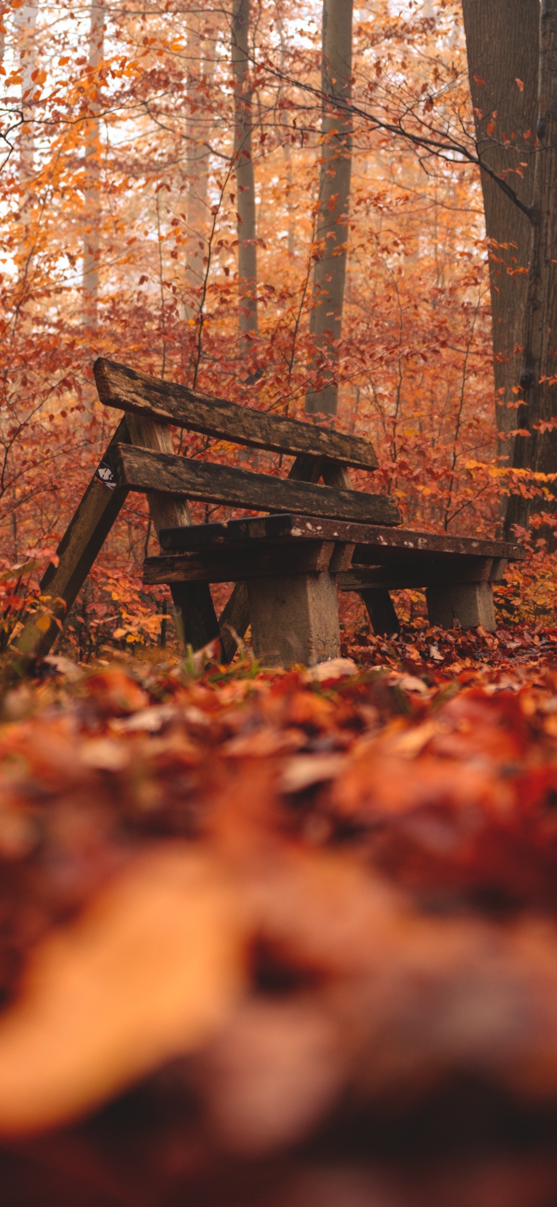 Environnement Naturel, Paysage Naturel, Woodland, Forêt, Feuille. Wallpaper in 1125x2436 Resolution