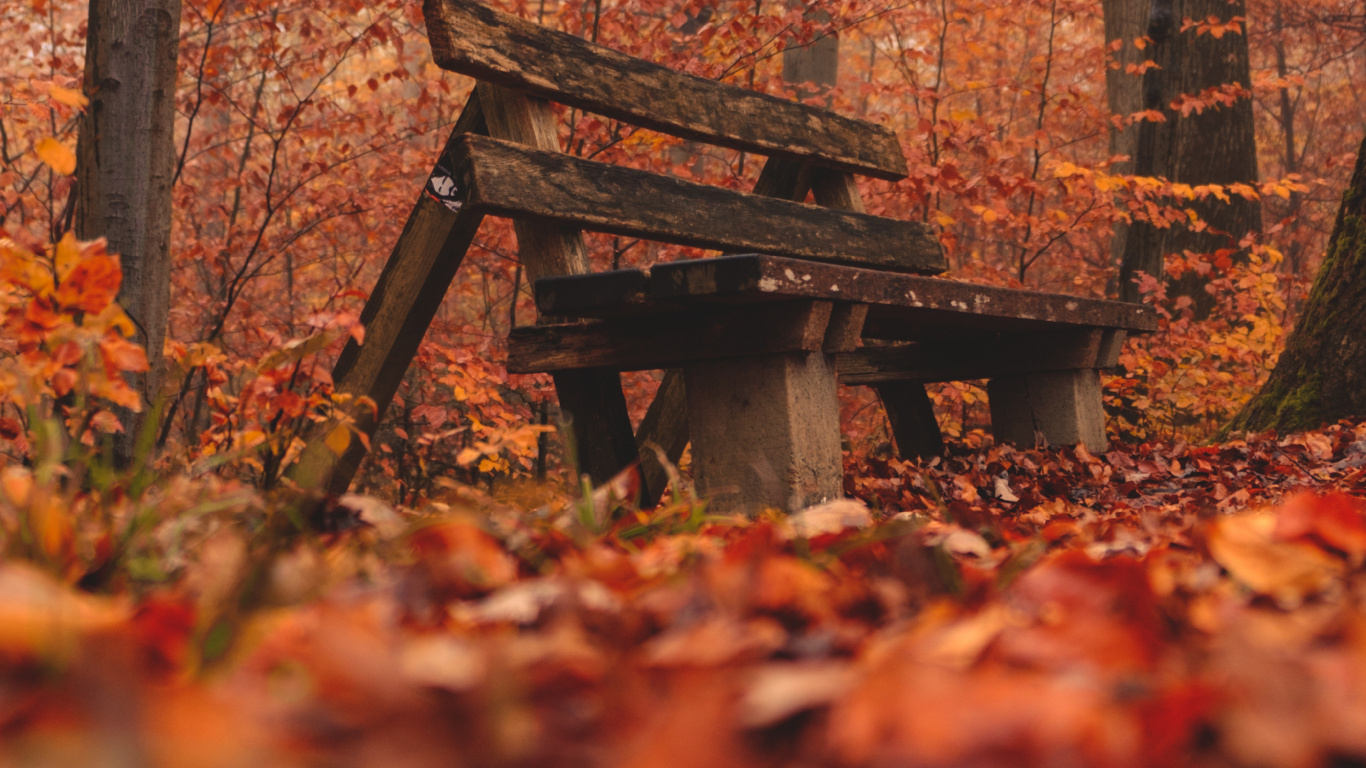 Environnement Naturel, Paysage Naturel, Woodland, Forêt, Feuille. Wallpaper in 1366x768 Resolution