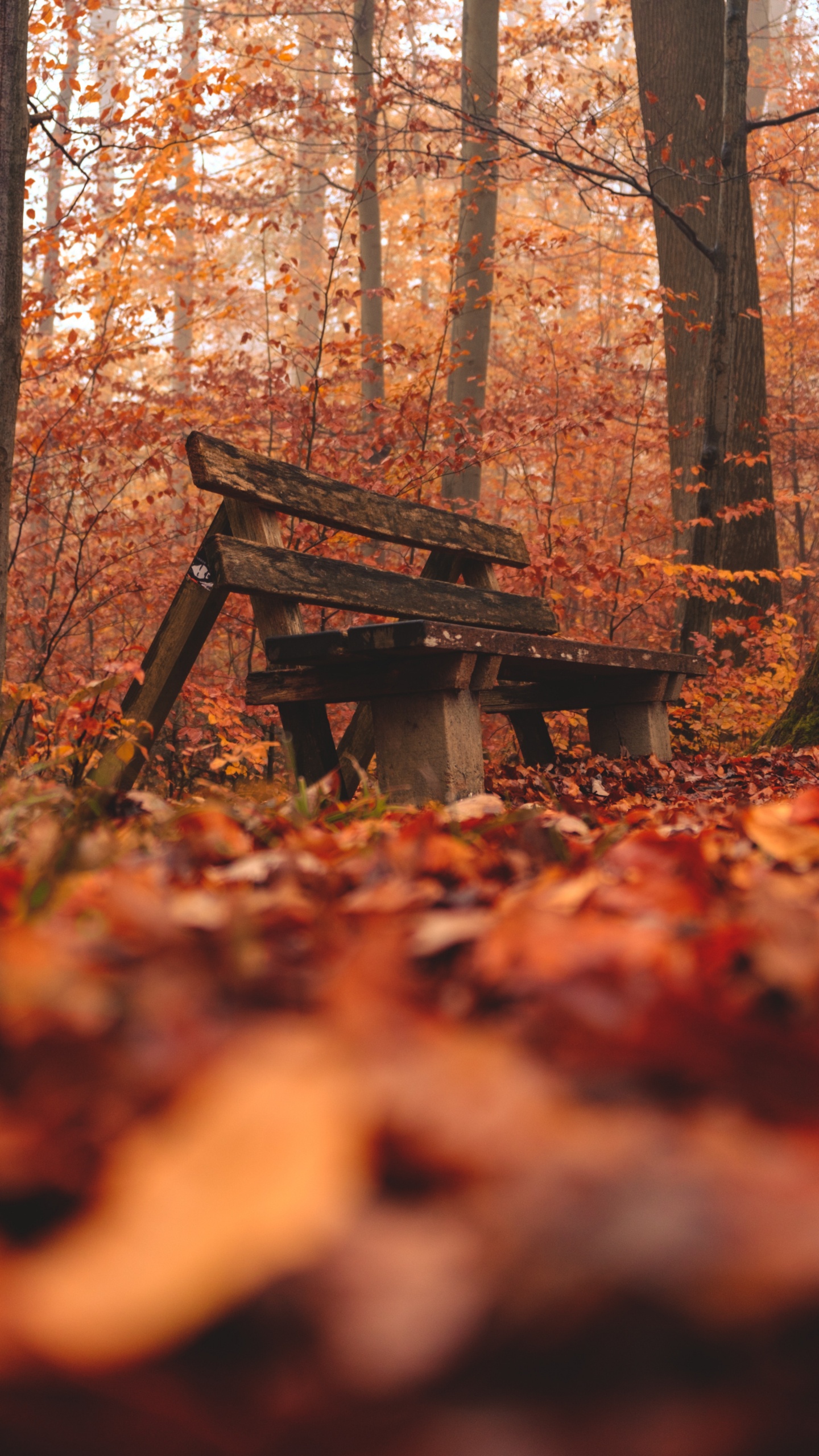 Natural Environment, Natural Landscape, Wood, Woodland, Tree. Wallpaper in 1440x2560 Resolution