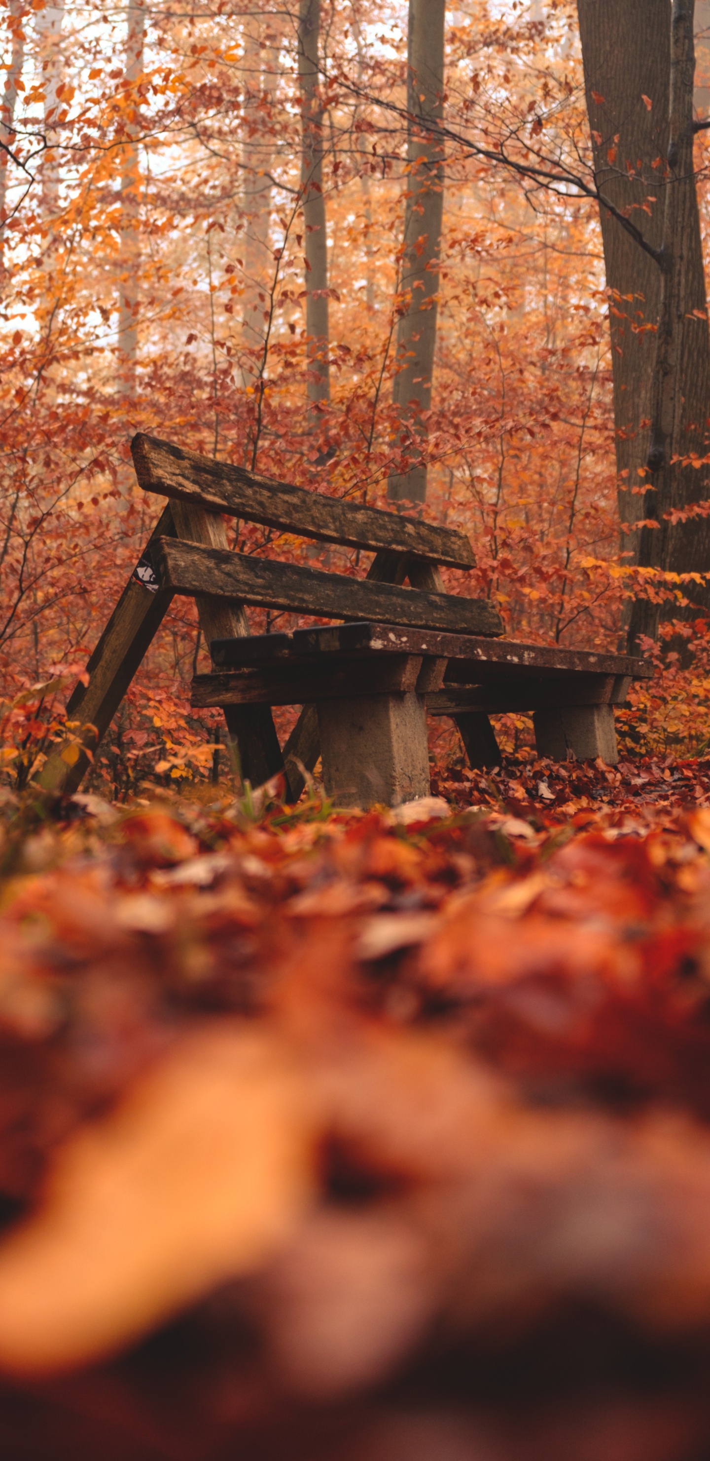 Natural Environment, Natural Landscape, Wood, Woodland, Tree. Wallpaper in 1440x2960 Resolution