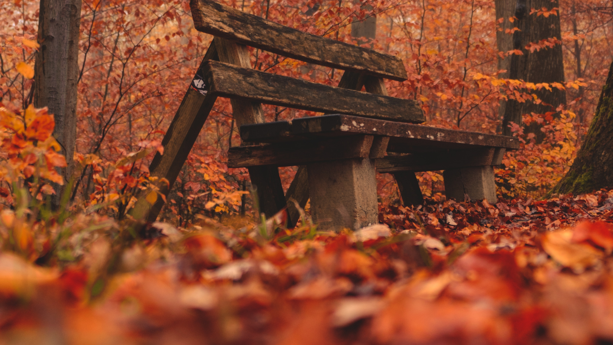 Natural Environment, Natural Landscape, Wood, Woodland, Tree. Wallpaper in 2560x1440 Resolution