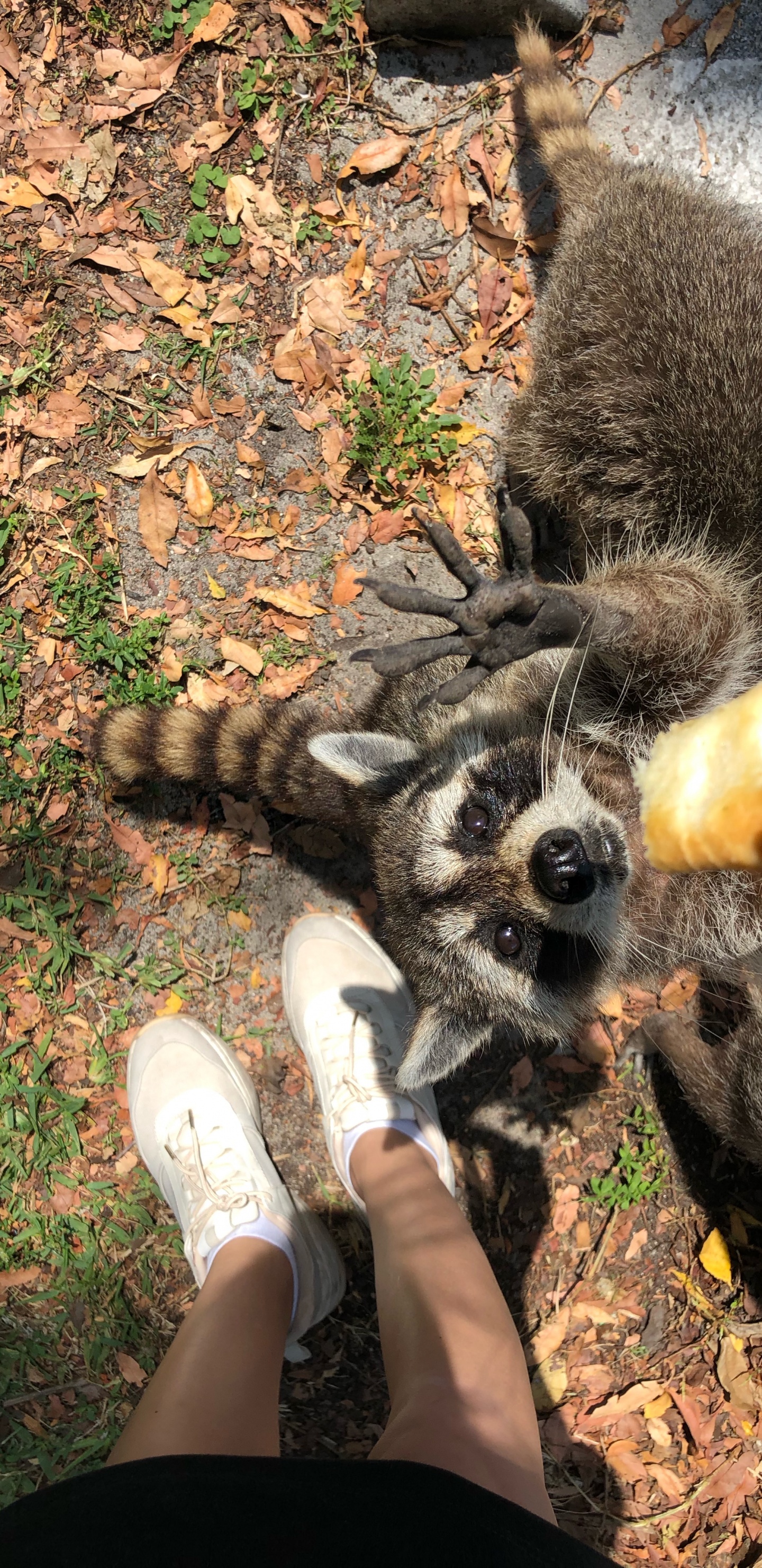 Procyonidae, Human, Dog Breed, Shoe, People in Nature. Wallpaper in 1440x2960 Resolution