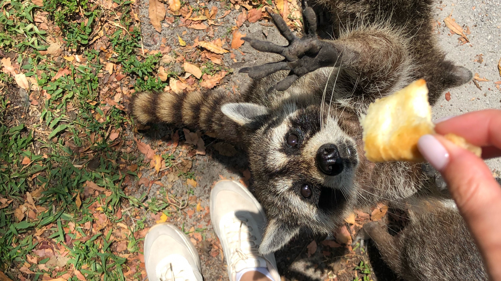 Procyonidae, Hunderasse, Menschen in Der Natur, Carnivore, Hund. Wallpaper in 1920x1080 Resolution