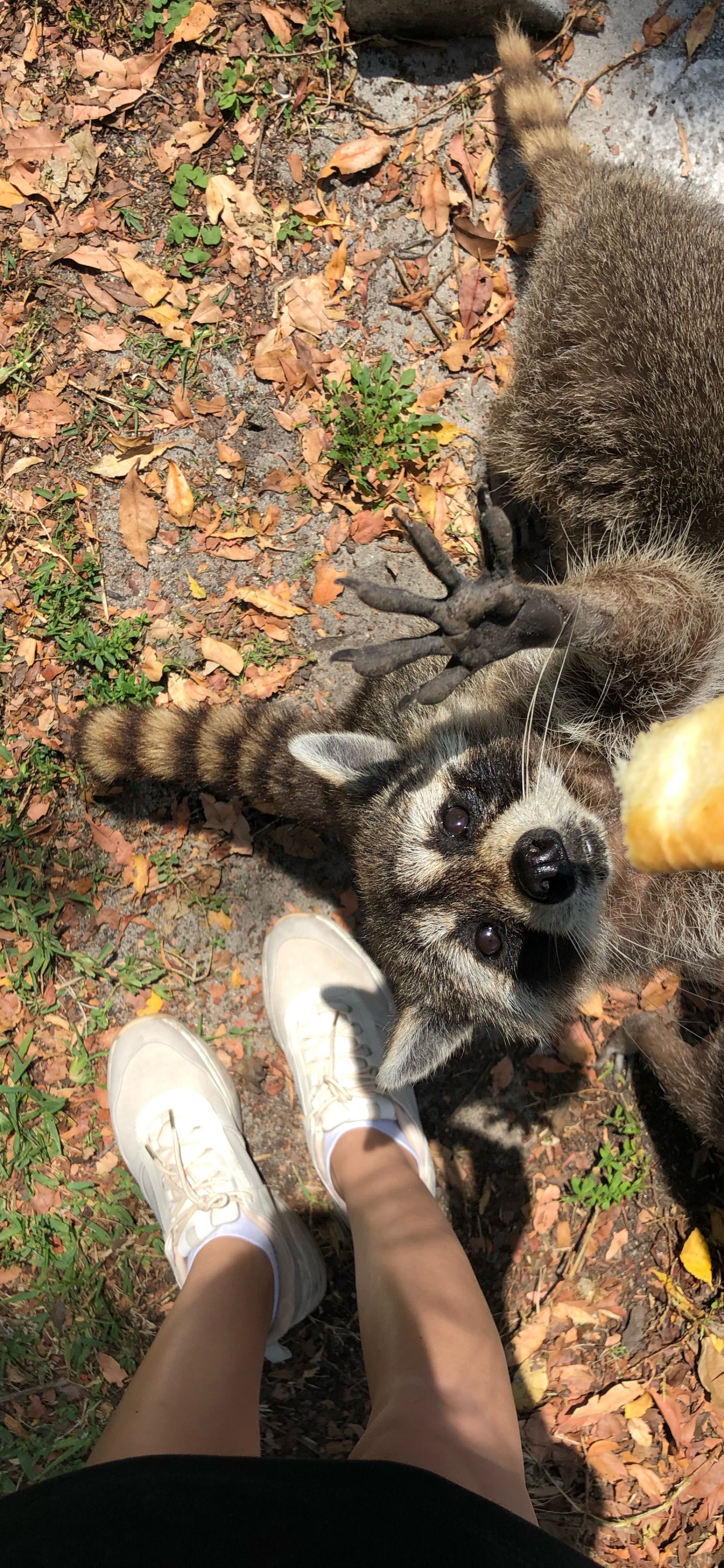 Procyonidae, 品种的狗, 人们在自然界, 爪子, 指甲 壁纸 1242x2688 允许