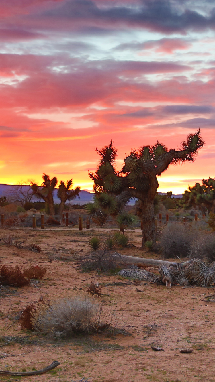 Campo de Hierba Verde Durante la Puesta de Sol. Wallpaper in 750x1334 Resolution