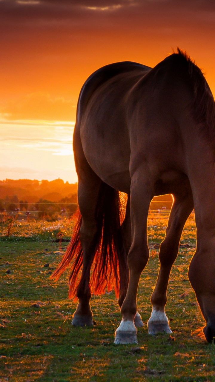 Braunes Pferd Auf Grüner Wiese Bei Sonnenuntergang. Wallpaper in 720x1280 Resolution
