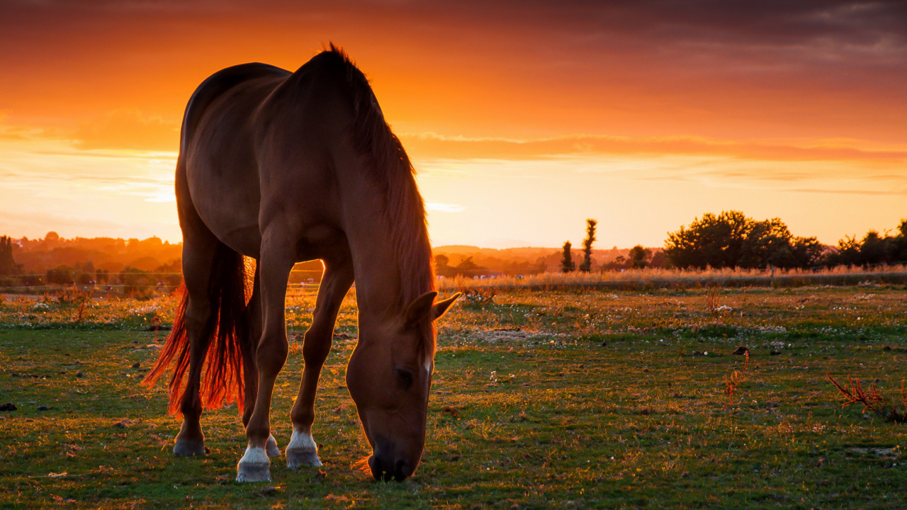 Brown Horse on Green Grass Field During Sunset. Wallpaper in 1280x720 Resolution