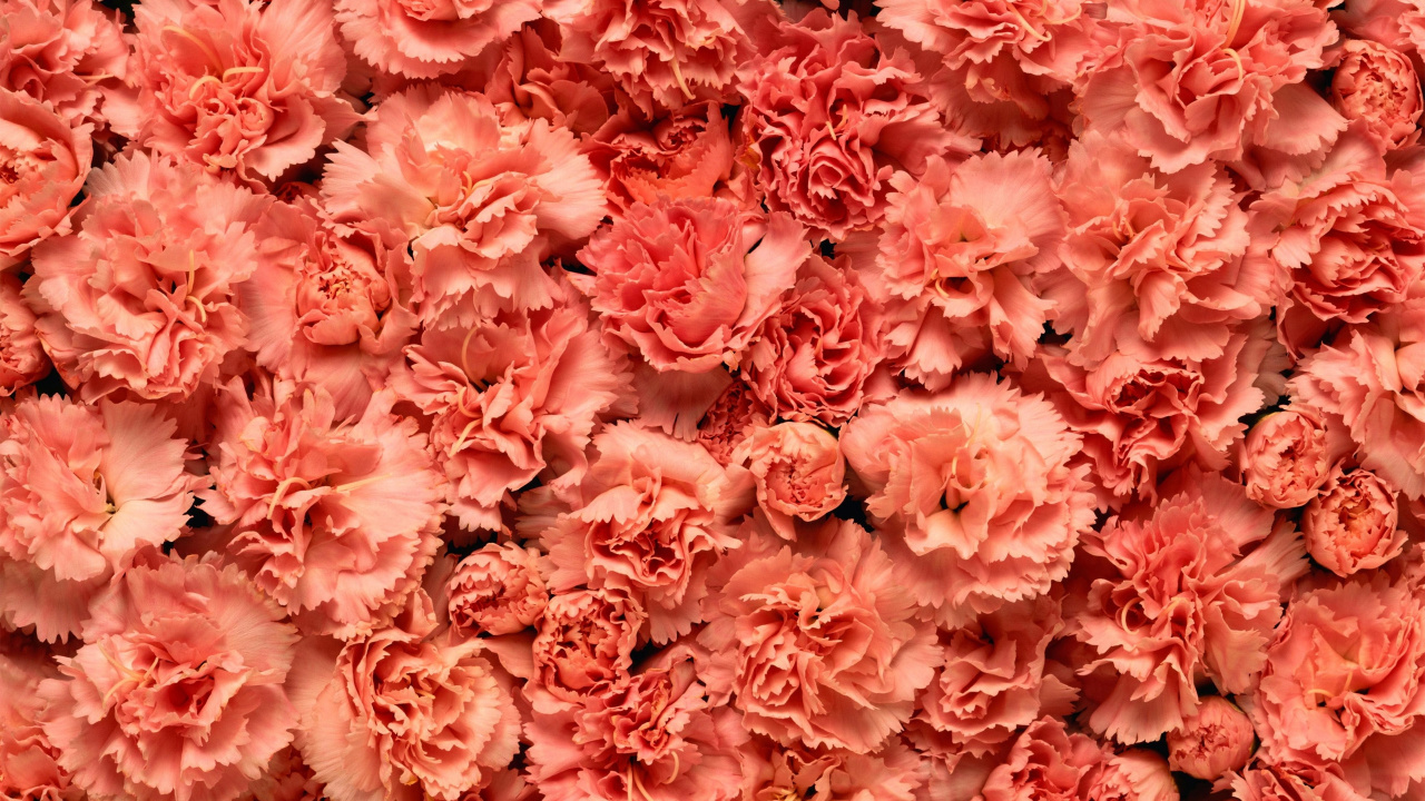 Pétales de Fleurs Roses et Blanches. Wallpaper in 1280x720 Resolution