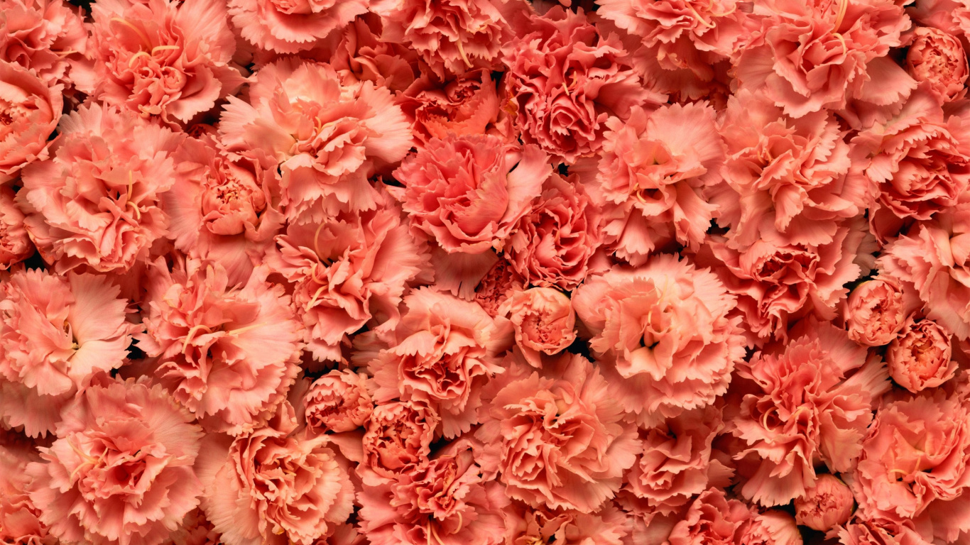 Pétales de Fleurs Roses et Blanches. Wallpaper in 1366x768 Resolution