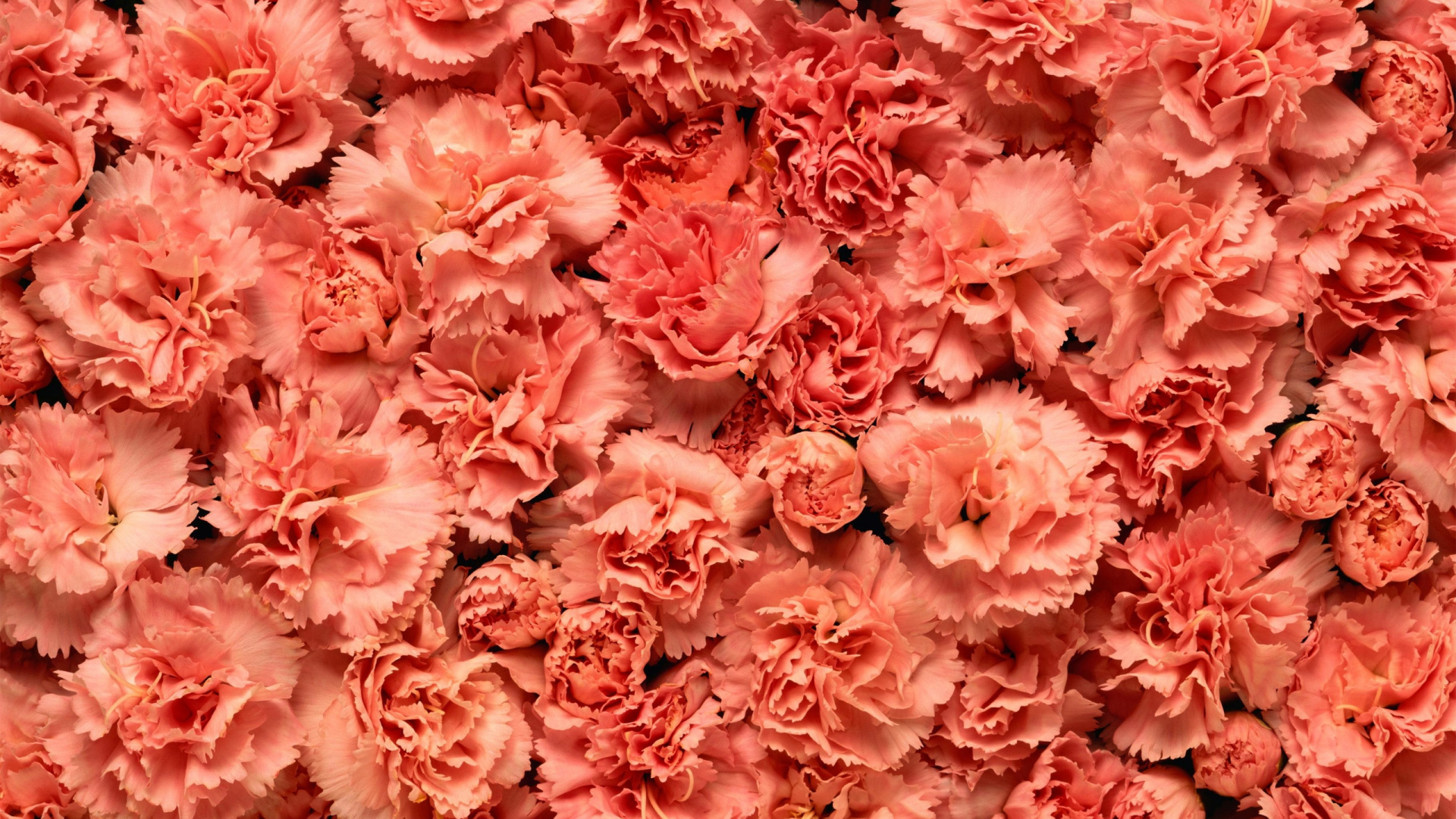 Pétales de Fleurs Roses et Blanches. Wallpaper in 1920x1080 Resolution