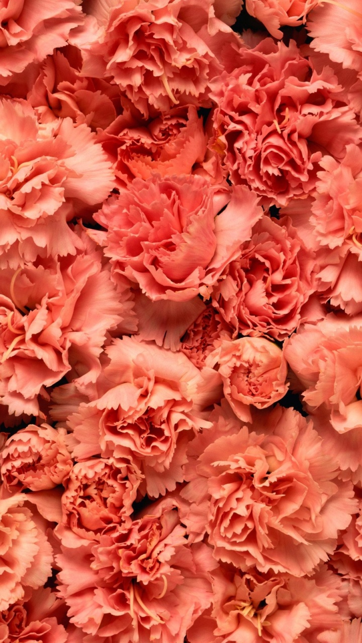 Pétales de Fleurs Roses et Blanches. Wallpaper in 720x1280 Resolution