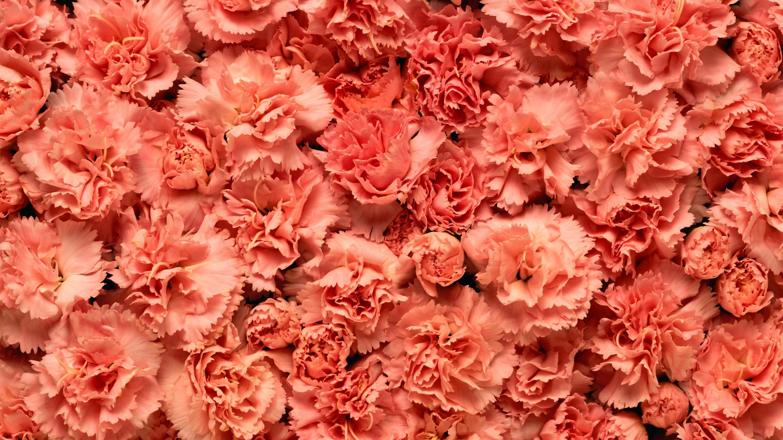 康乃馨, 粉红色, 切花, 灌木, 粉红色的家庭 壁纸 2560x1440 允许