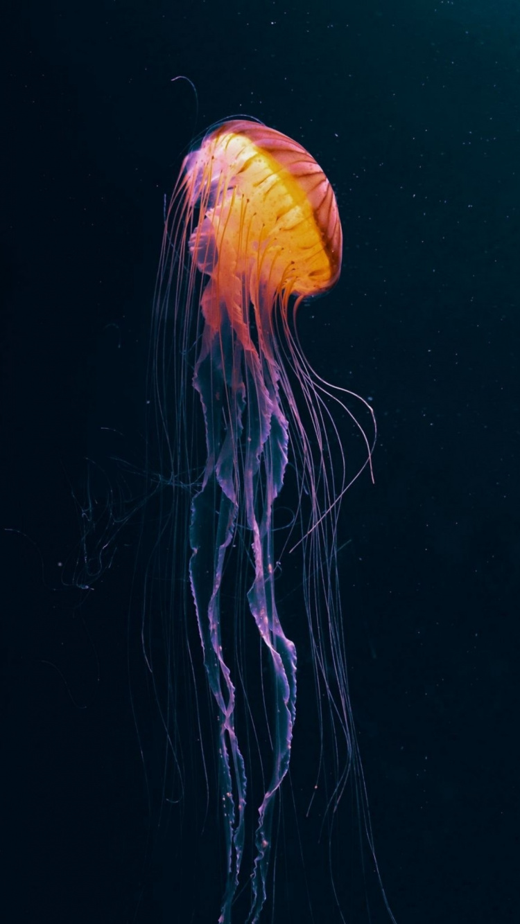 Jellyfish, Tentacle, Water, Bioluminescence, Marine Invertebrates. Wallpaper in 750x1334 Resolution
