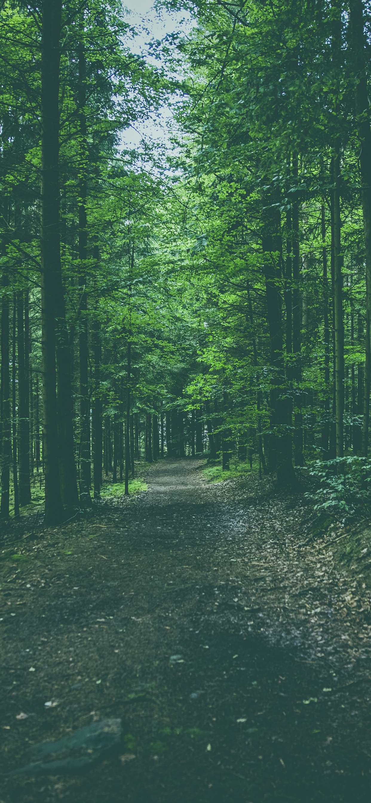 Forêt, Green, Environnement Naturel, Nature, Woodland. Wallpaper in 1242x2688 Resolution