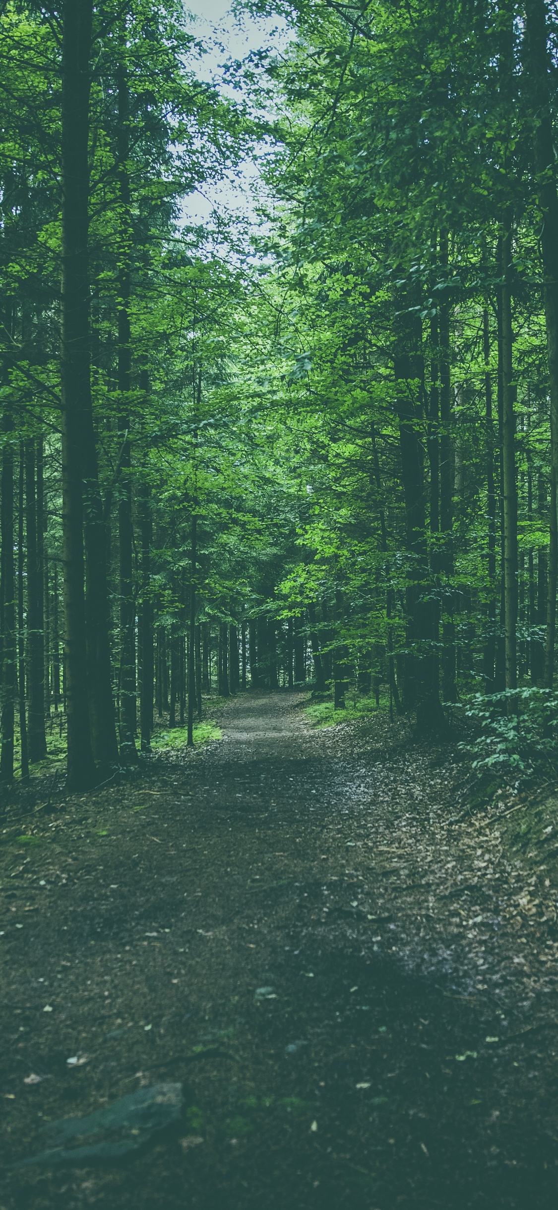 Tree, Forest, Green, Natural Environment, Nature. Wallpaper in 1125x2436 Resolution