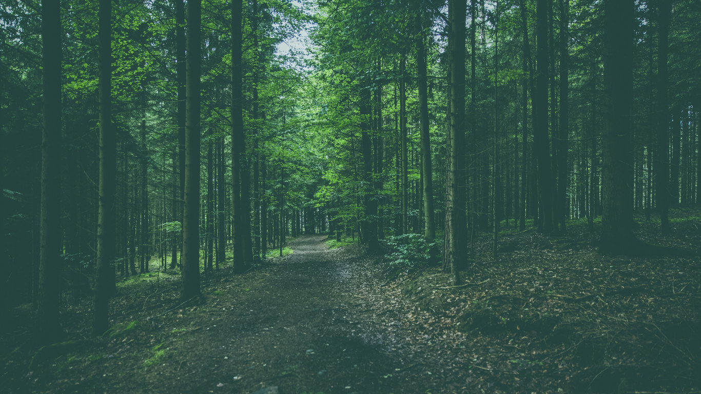 Tree, Forest, Green, Natural Environment, Nature. Wallpaper in 1366x768 Resolution