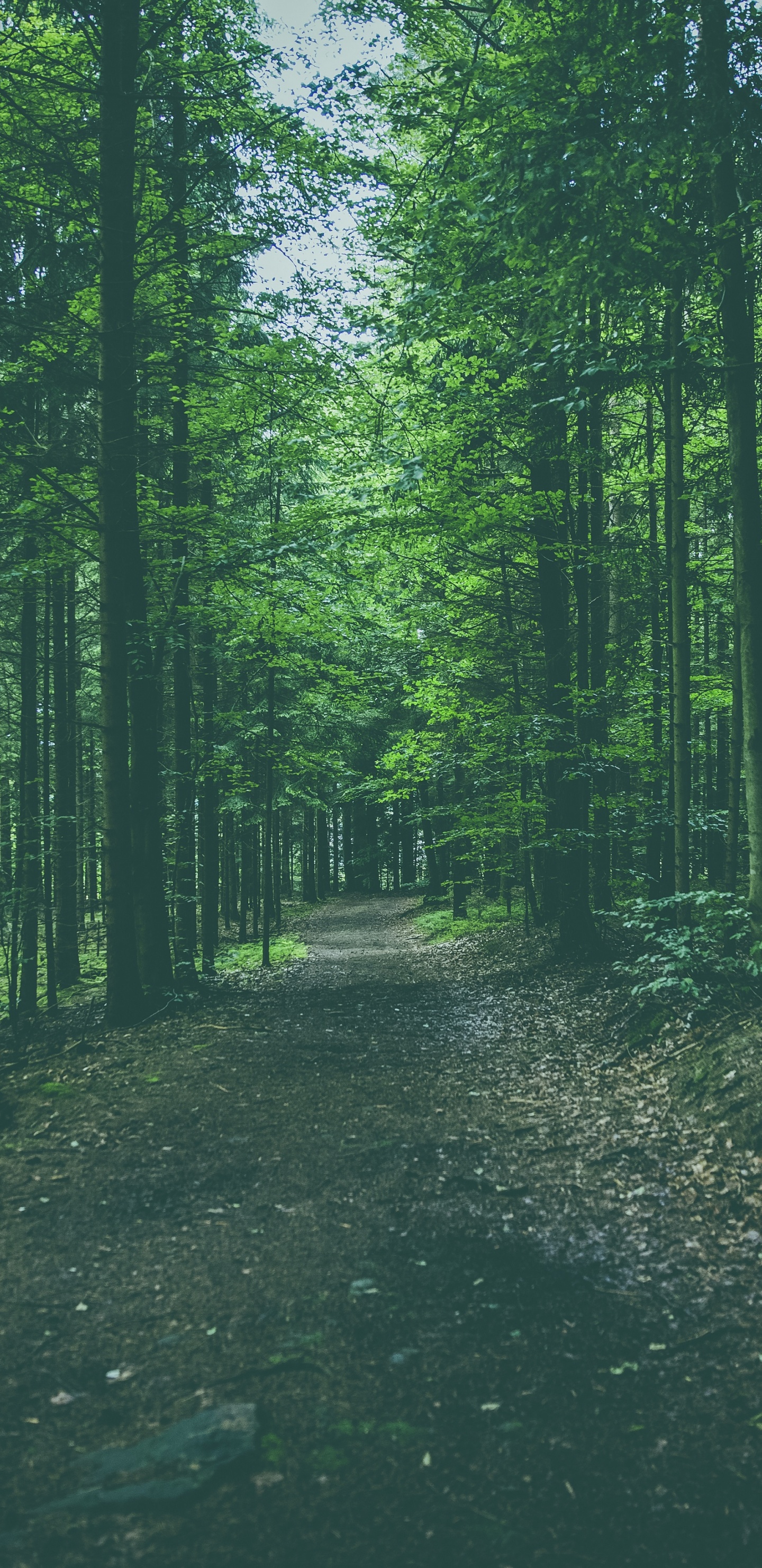 Tree, Forest, Green, Natural Environment, Nature. Wallpaper in 1440x2960 Resolution