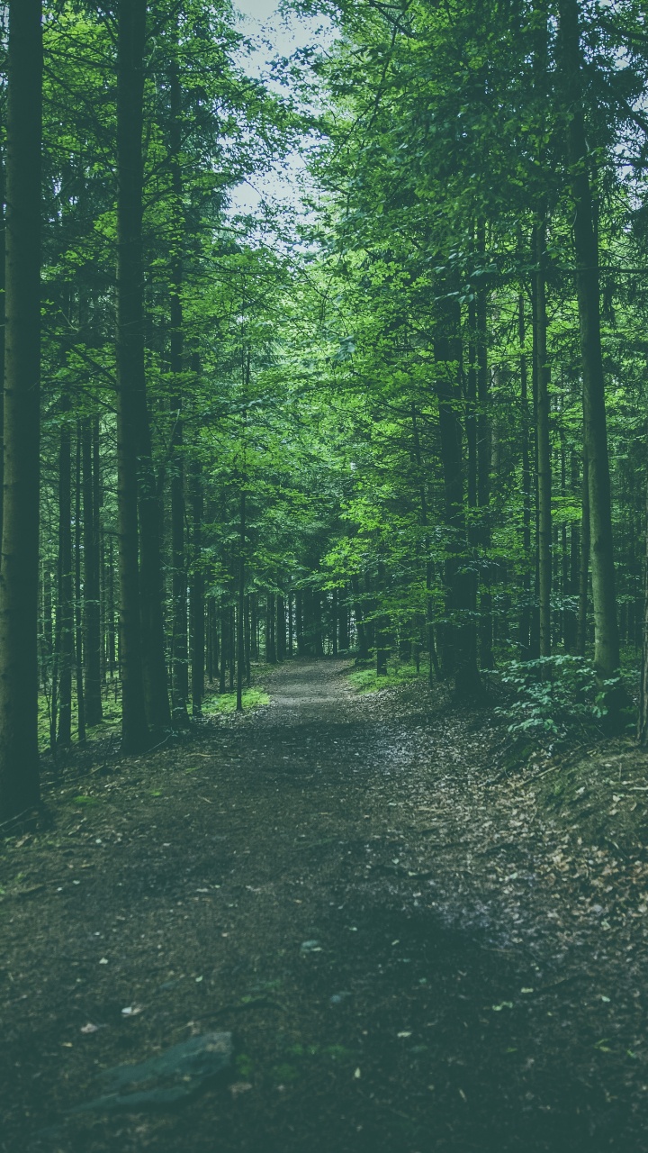 Tree, Forest, Green, Natural Environment, Nature. Wallpaper in 720x1280 Resolution