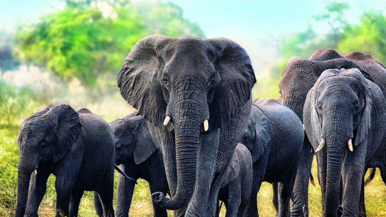 Groupe D'éléphants Marchant Sur un Terrain D'herbe Verte Pendant la Journée. Wallpaper in 1280x720 Resolution