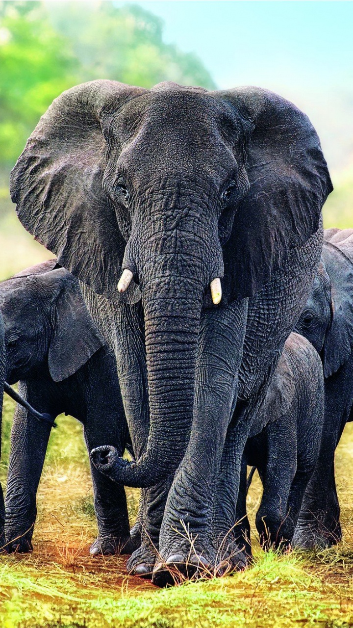 Group of Elephant Walking on Green Grass Field During Daytime. Wallpaper in 720x1280 Resolution