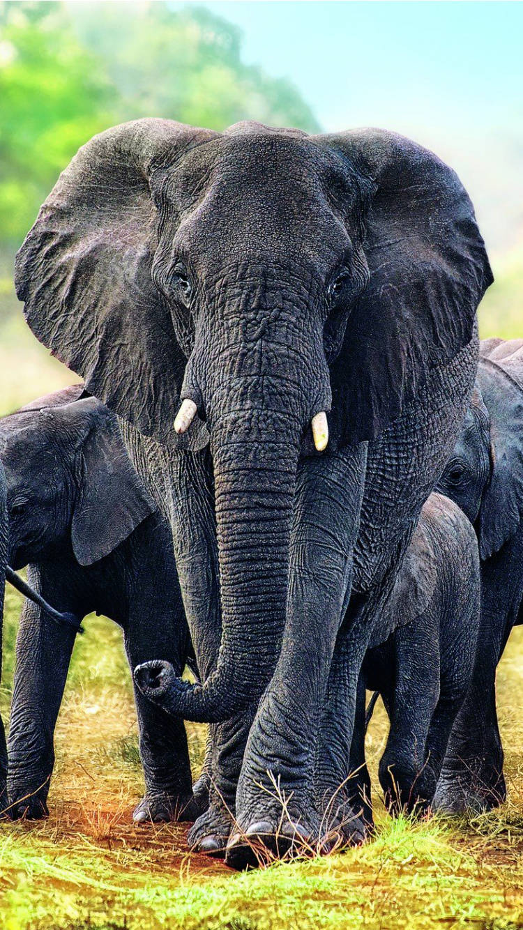 Group of Elephant Walking on Green Grass Field During Daytime. Wallpaper in 750x1334 Resolution