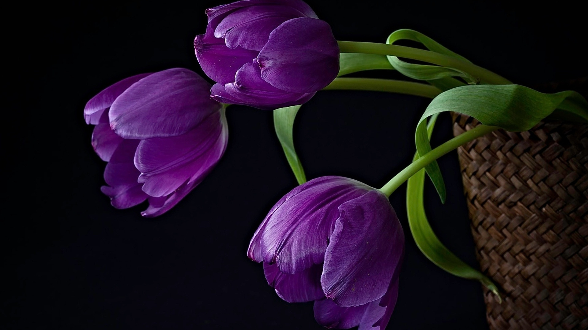 Purple Crocus Flowers in Bloom. Wallpaper in 1920x1080 Resolution