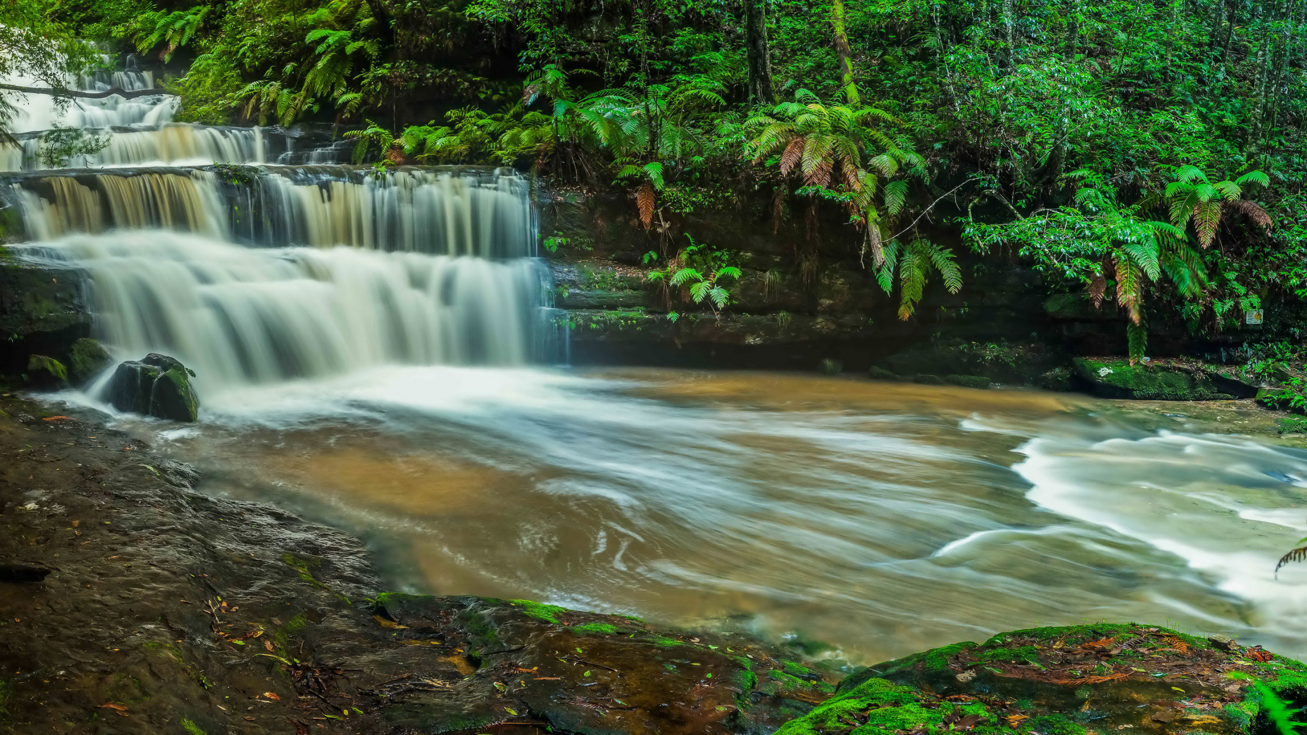 Water Falls in The Middle of The Forest. Wallpaper in 2560x1440 Resolution