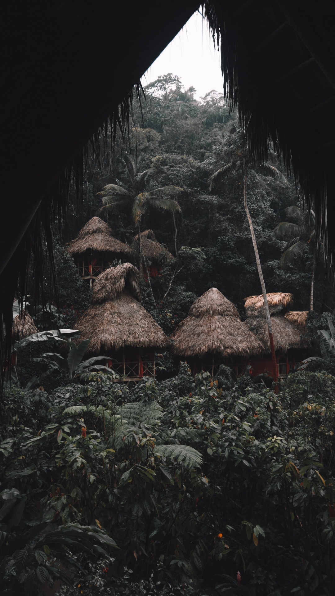 地质学, 形成, 房间, 森林, 丛林 壁纸 1080x1920 允许