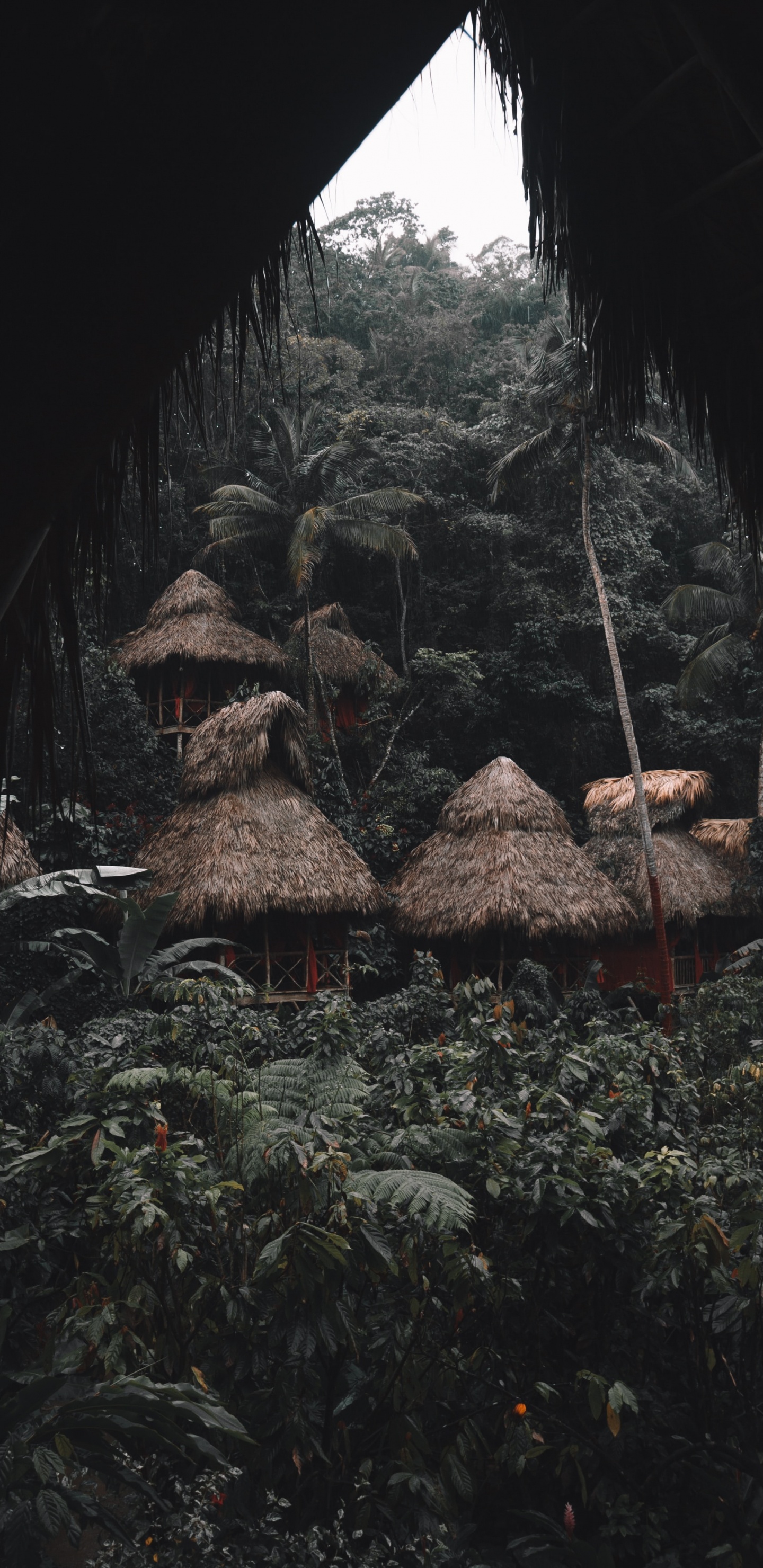 Tree, Rock, Leaf, Geology, Formation. Wallpaper in 1440x2960 Resolution