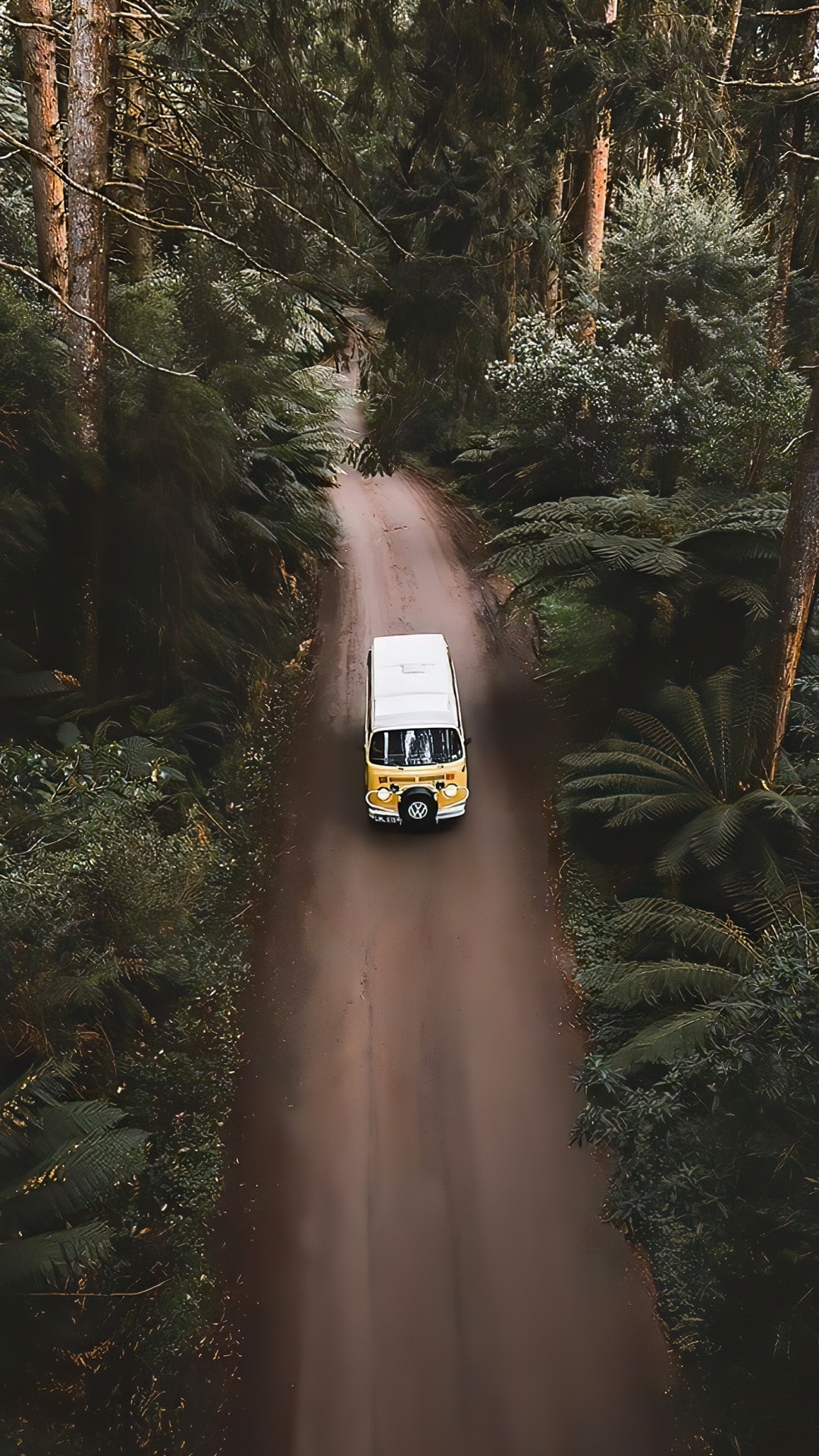 Antique Car, Rallying, Cars, Tire, Plant. Wallpaper in 1080x1920 Resolution