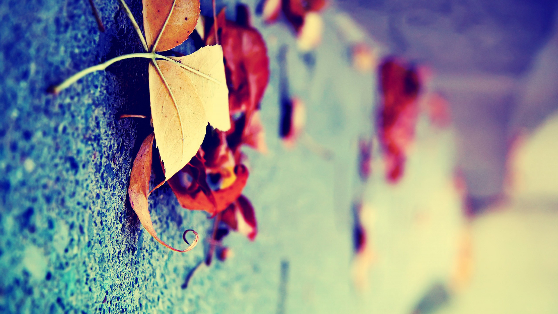 Blue, Feuille, Red, Eau, Green. Wallpaper in 1920x1080 Resolution