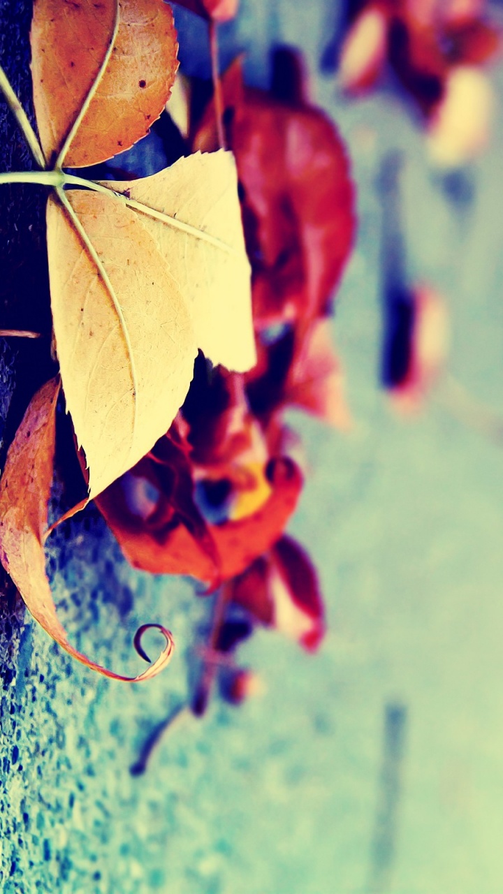 Blue, Feuille, Red, Eau, Green. Wallpaper in 720x1280 Resolution