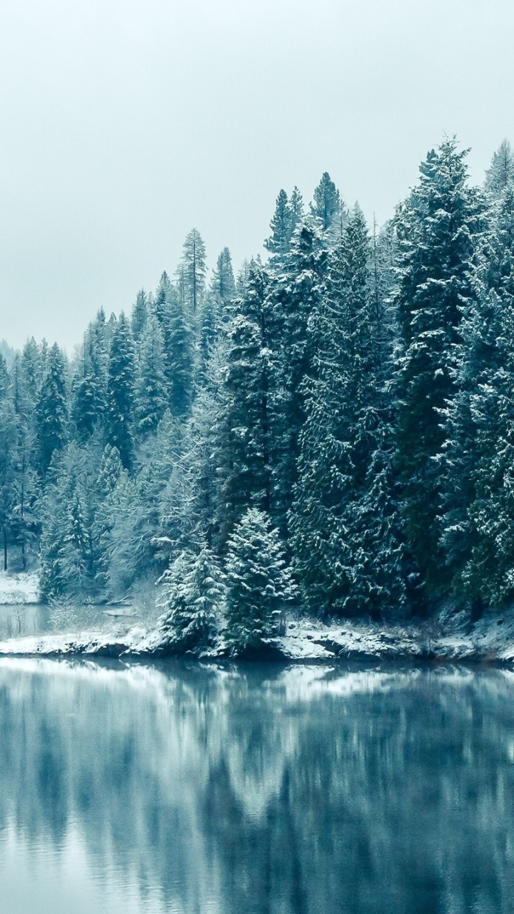 Green Trees Beside Body of Water During Daytime. Wallpaper in 720x1280 Resolution