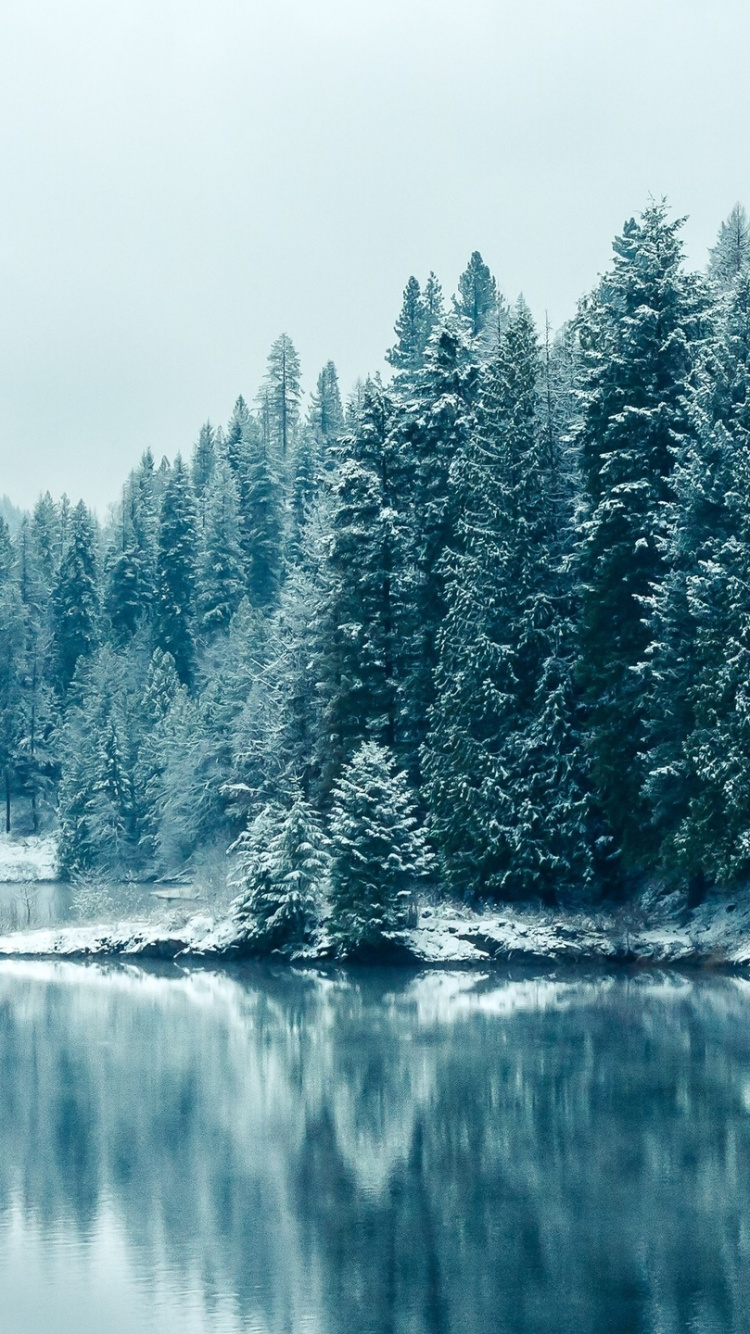 Green Trees Beside Body of Water During Daytime. Wallpaper in 750x1334 Resolution