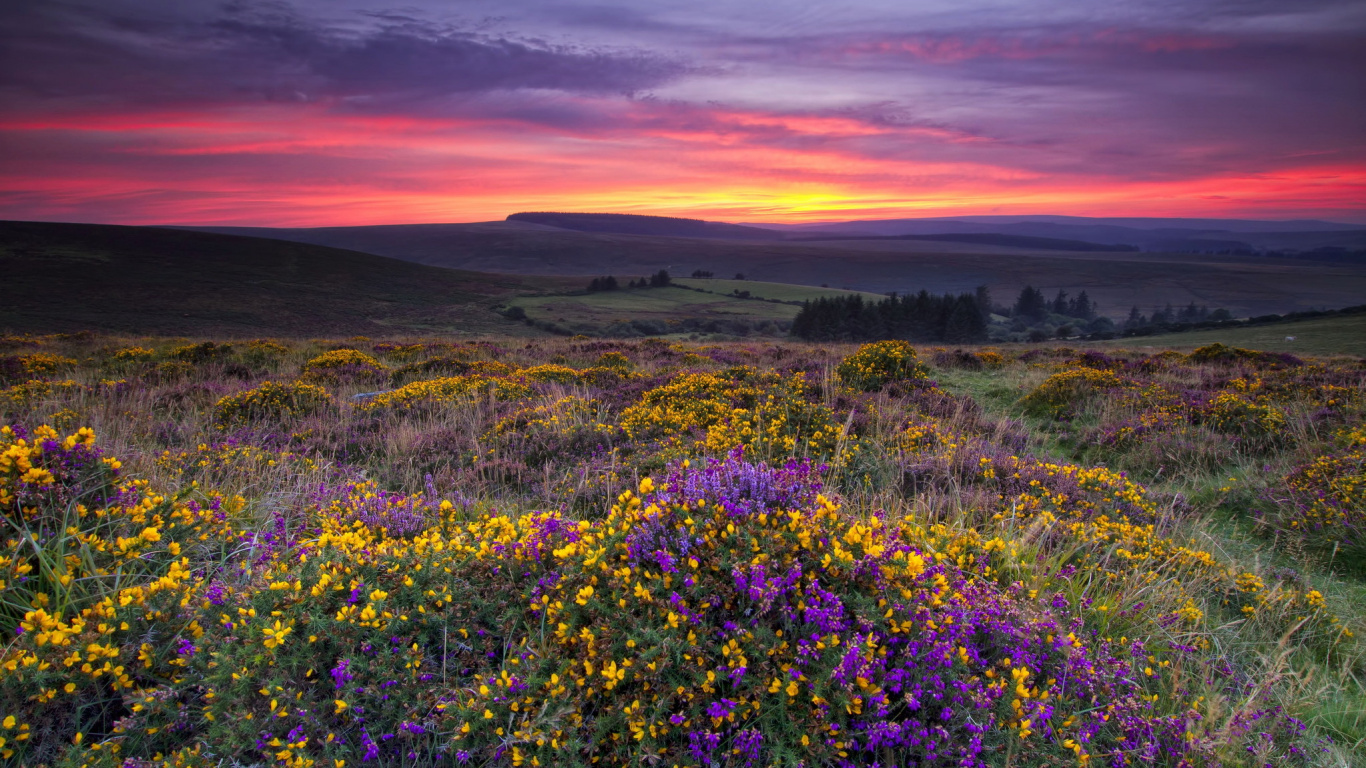 Purple Flower Field Under Cloudy Sky During Daytime. Wallpaper in 1366x768 Resolution