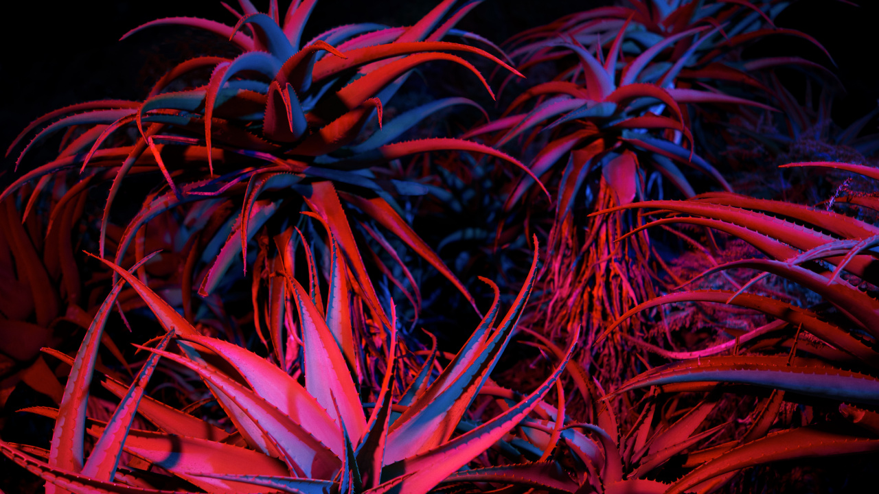 Big Sur Night Succulents. Wallpaper in 1280x720 Resolution