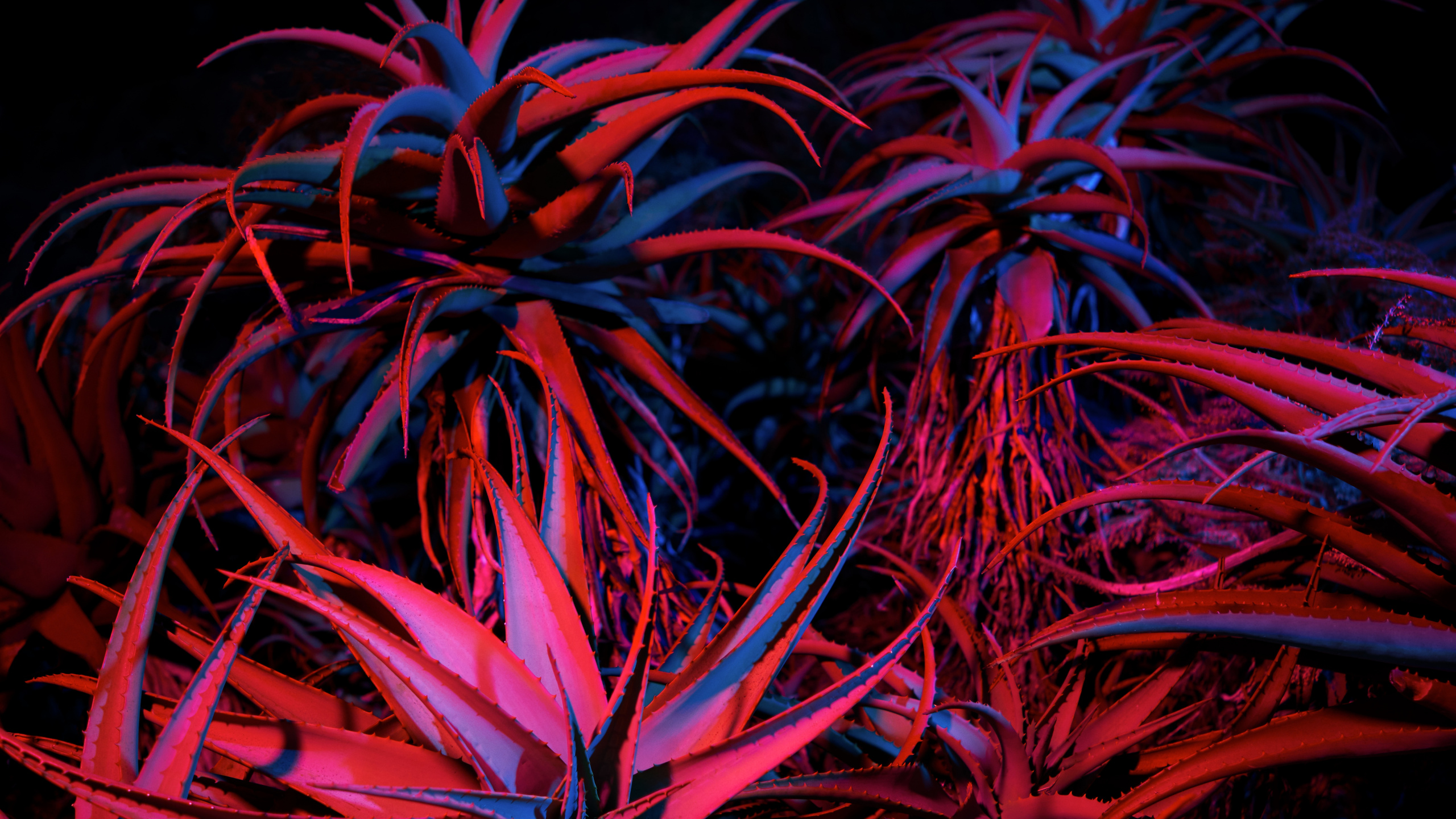 Big Sur Night Succulents. Wallpaper in 2560x1440 Resolution