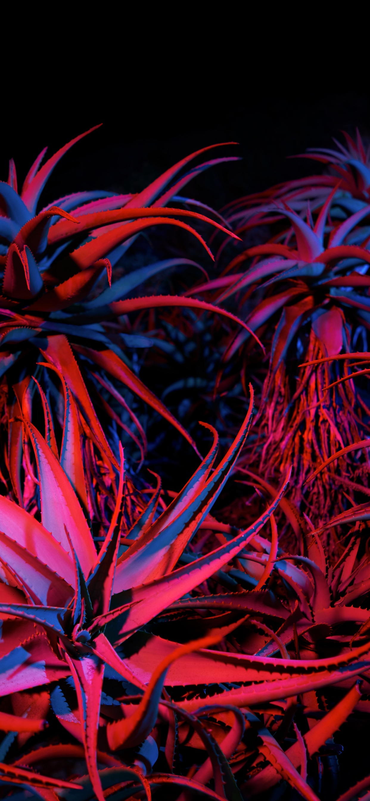 苹果, Apple, Big Sur, Mac OS, Air 壁纸 1242x2688 允许