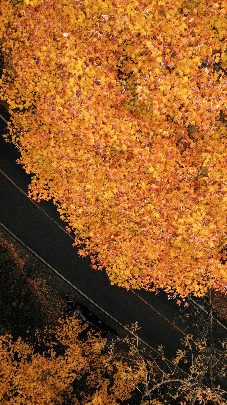 Blatt, Brown, Baum, Maple Leaf, Boden. Wallpaper in 750x1334 Resolution