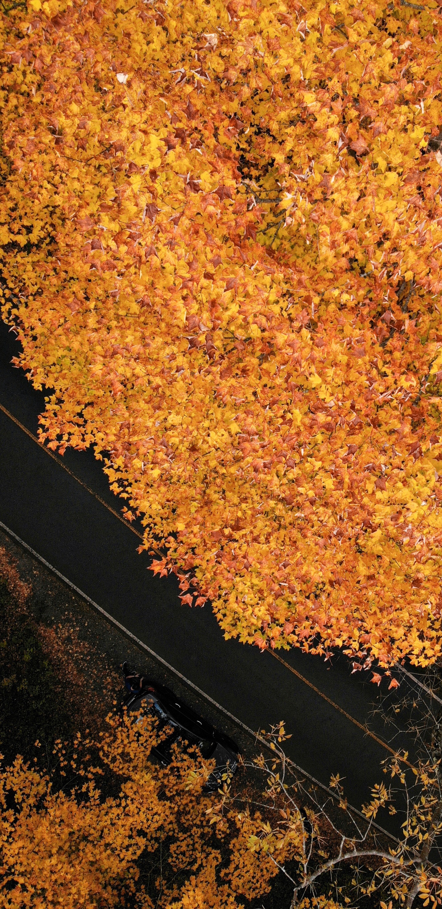 Feuille, Brown, la Feuille D'érable, Sol, Biome. Wallpaper in 1440x2960 Resolution