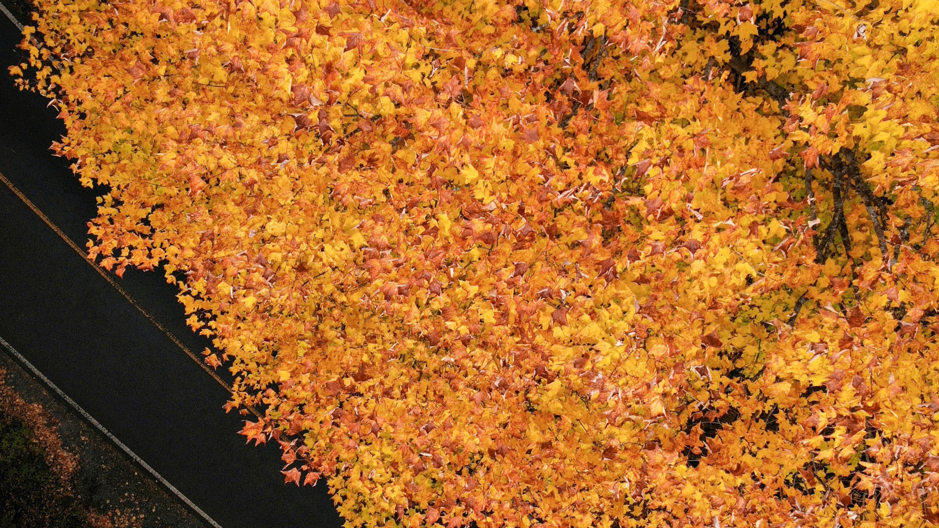 Feuille, Brown, la Feuille D'érable, Sol, Biome. Wallpaper in 1920x1080 Resolution