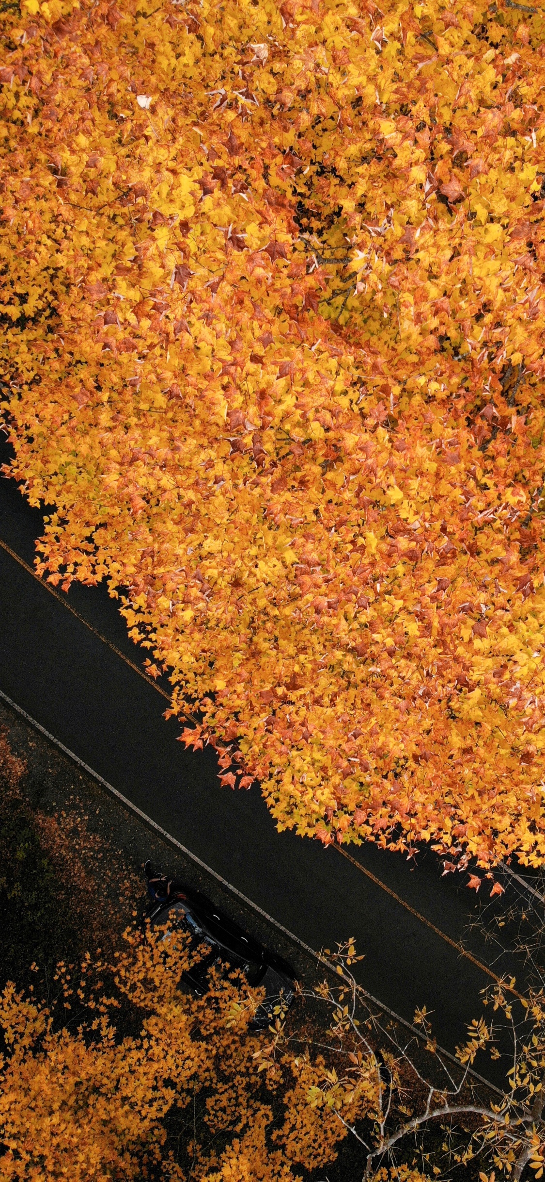 Leaf, Brown, Tree, Maple Leaf, Soil. Wallpaper in 1125x2436 Resolution