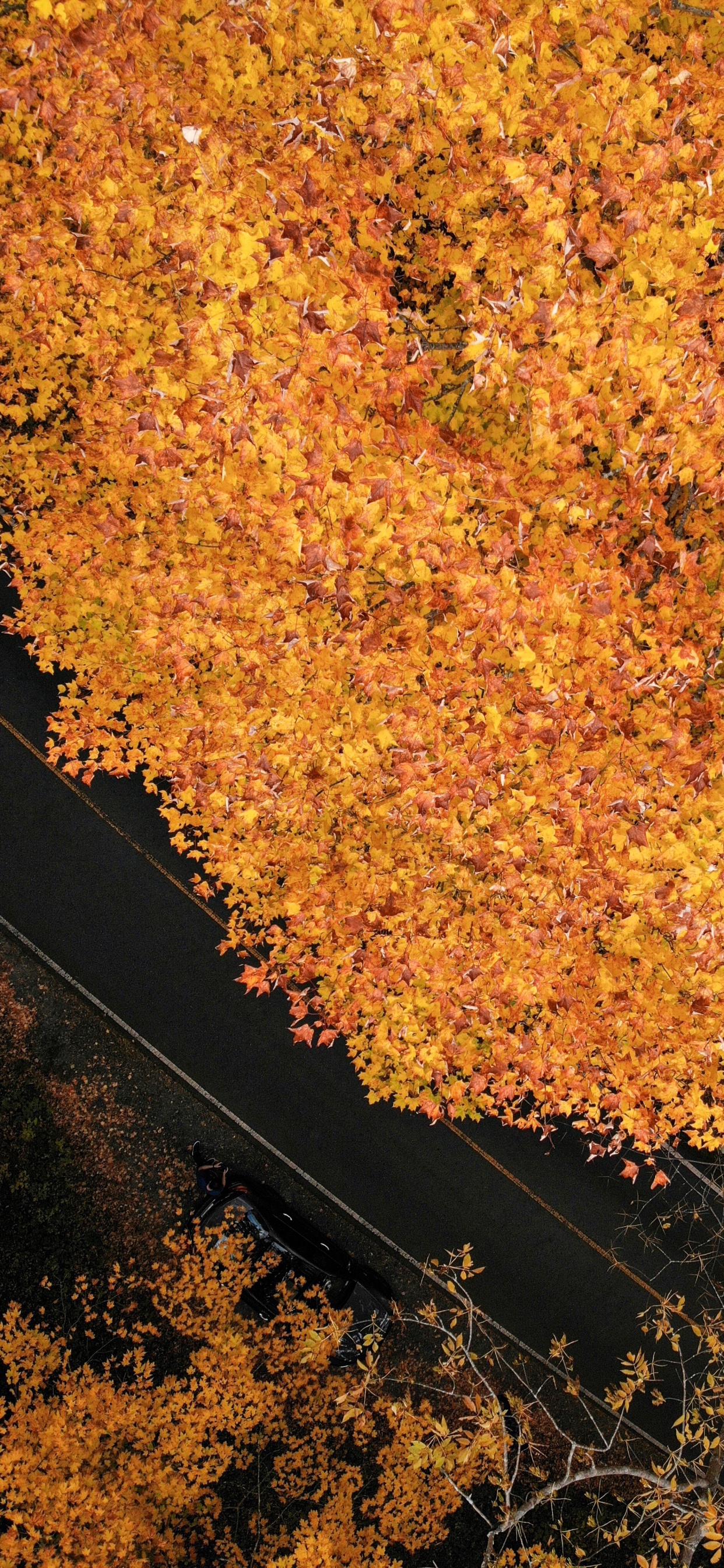Leaf, Brown, Tree, Maple Leaf, Soil. Wallpaper in 1242x2688 Resolution