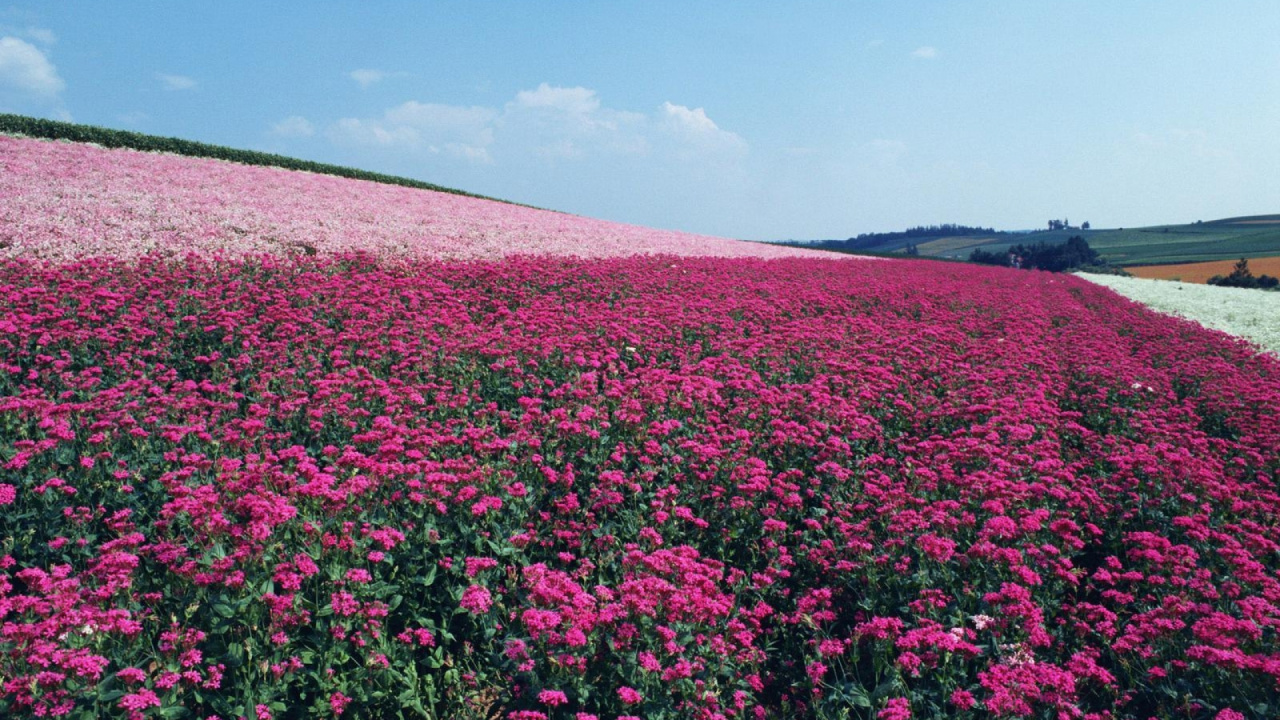 Purple Flower Field Under Blue Sky During Daytime. Wallpaper in 1280x720 Resolution