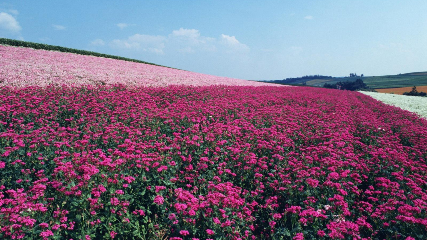 Purple Flower Field Under Blue Sky During Daytime. Wallpaper in 1366x768 Resolution