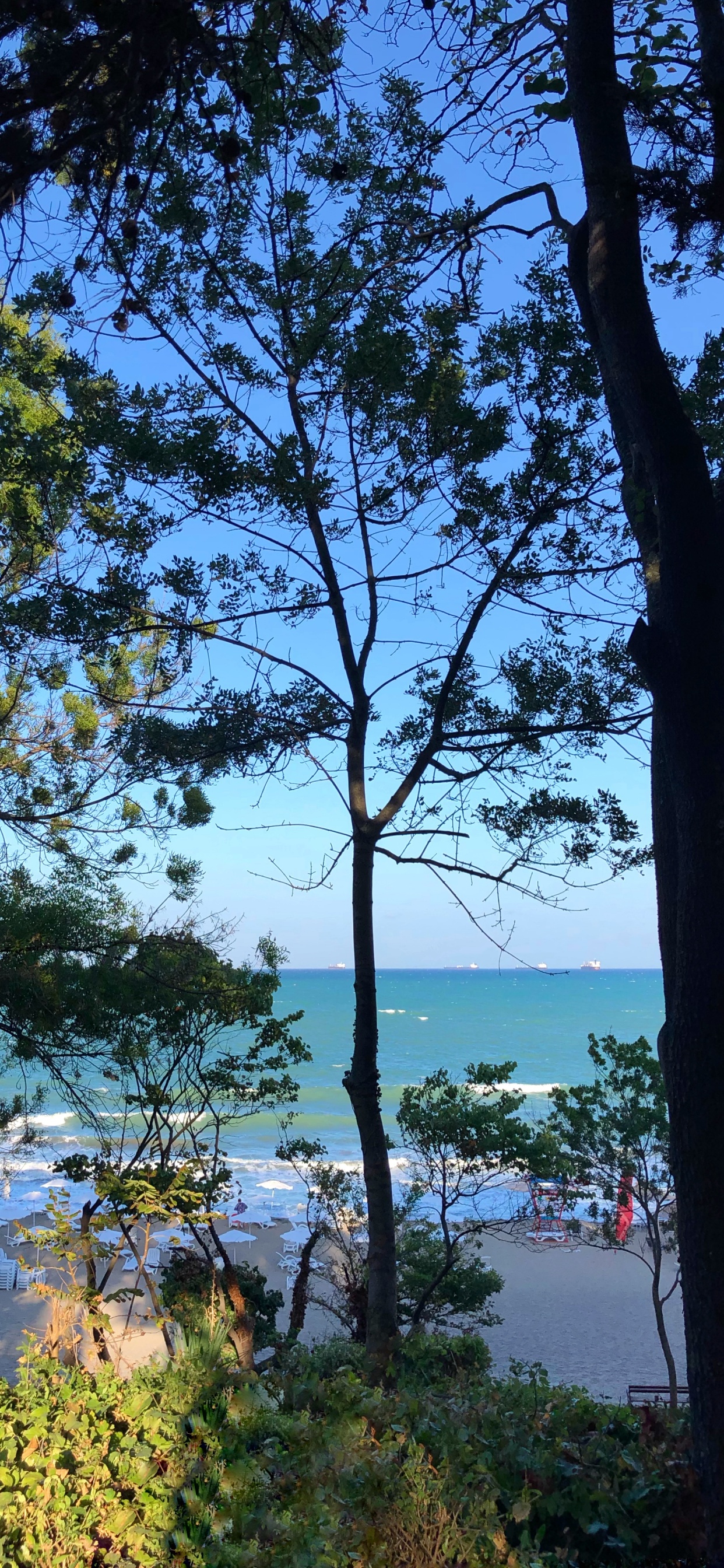 性质, 物理学, 岸边, 银行, 树枝 壁纸 1242x2688 允许