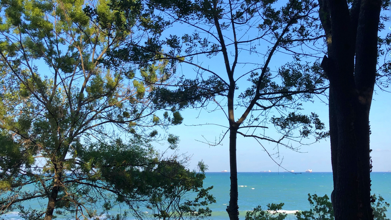 性质, 物理学, 岸边, 银行, 树枝 壁纸 1366x768 允许