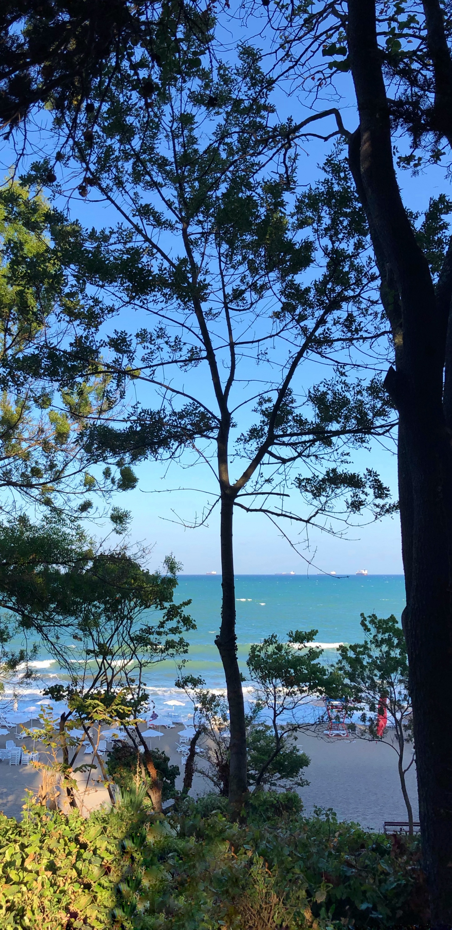 性质, 物理学, 岸边, 银行, 树枝 壁纸 1440x2960 允许