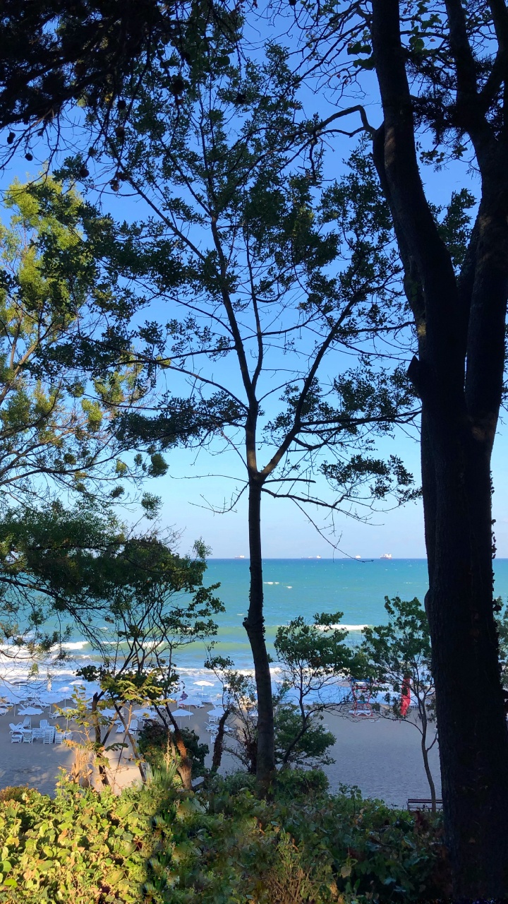 性质, 物理学, 岸边, 银行, 树枝 壁纸 720x1280 允许