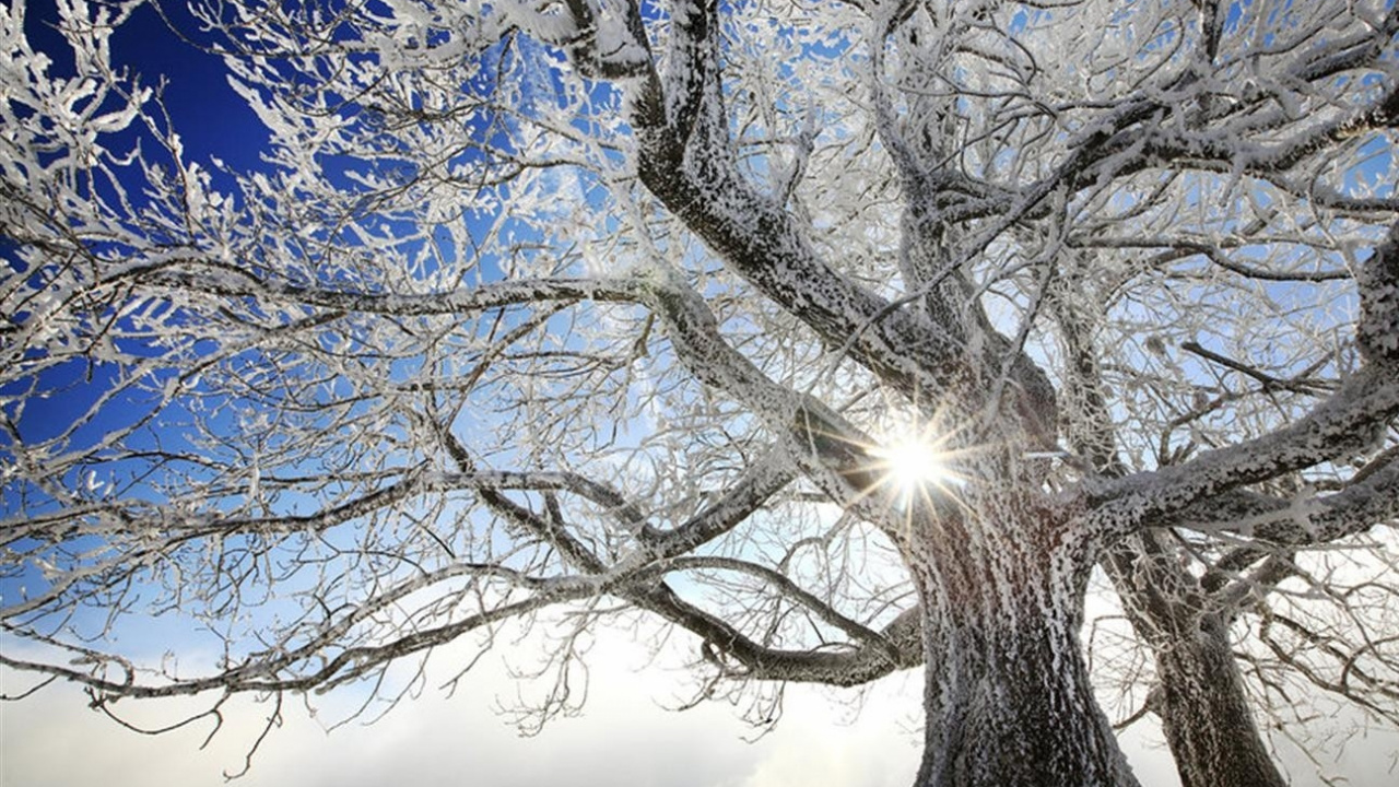 Leafless Tree Under Blue Sky During Daytime. Wallpaper in 1280x720 Resolution